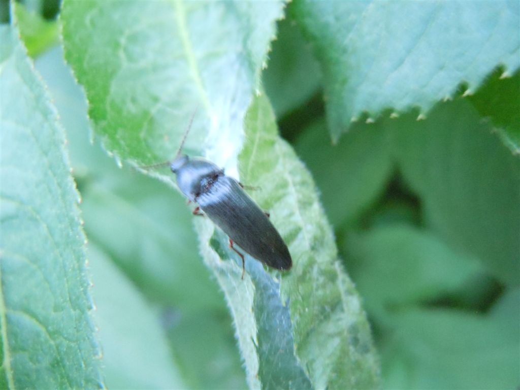 Elateridae: Melanotus sp.